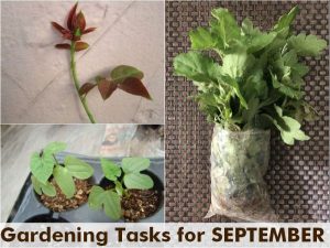 what-to-do-september-garden-tasks