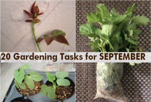 what to do september garden tasks