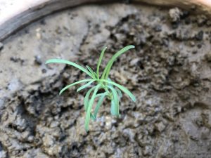 ACROLINUM SEEDLING IDENTIFICATION