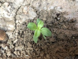 ANTIRRHINUM DOG FLOWER SEEDLING IDENTIFICATION