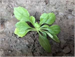 ASTER SEEDLING IDENTIFICATION