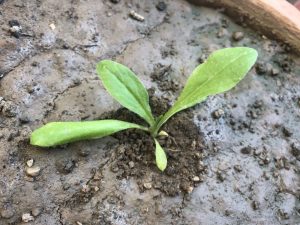 CALENDULA SEEDLING IDENTIFICATION