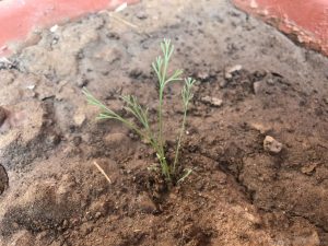 CALIFORNIA POPPY SEEDLING IDENTIFICATION