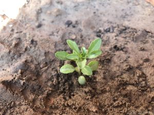 CANDYTUFT SEEDLING IDENTIFICATION