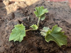 CINERARIA SEEDLING IDENTIFICATION