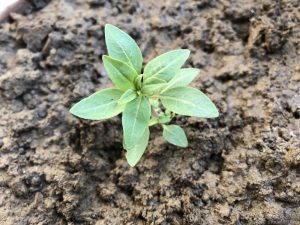 CLARKIA SEEDLING IDENTIFICATION