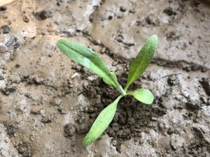 CORNFLOWER SEEDLING IDENTIFICATION