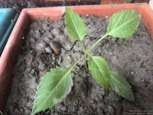 DAHLIA SEEDLING IDENTIFICATION