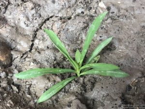 DIANTHUS SEEDLING IDENTIFICATION