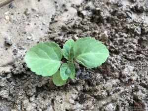 DIMORPHOTHECA SEEDLING IDENTIFICATION