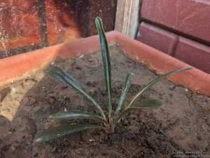 GAZANIA SEEDLING IDENTIFICATION