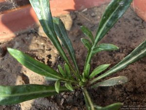 GAZANIA SEEDLING IDENTIFICATION CLOSE UP