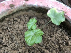 GERANIUM IVY HANGING SEEDLING IDENTIFICATION