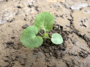 GERANIUM SEEDLING IDENTIFICATION