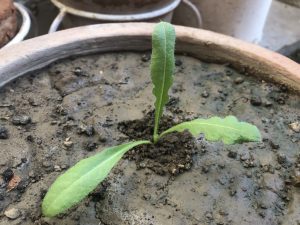 HELICHRYSUM SEEDLING IDENTIFICATION