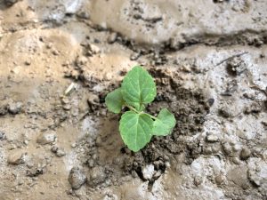 SALVIA SEEDLING IDENTIFICATION