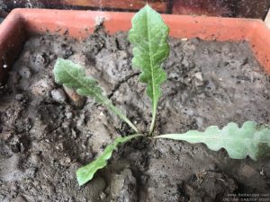 STATICE SEEDLING IDENTIFICATION