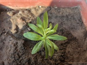 STOCKS FLOWER SEEDLING IDENTIFICATION