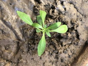 SWEET ALLYSSUM SEEDLING IDENTIFICATION