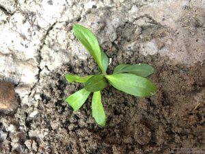 SWEET WILLIAM SEEDLING IDENTIFICATION