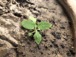 VERBENA SEEDLING IDENTIFICATION