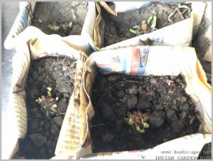 newspaper-pots-grow-plants-ranunculus