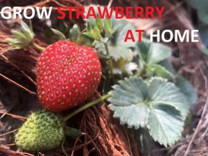 grow-strawberry-at-home