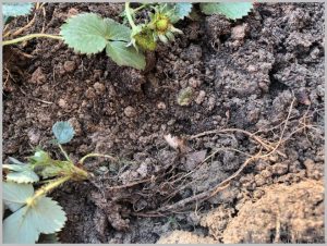 how-grow-strawberries-pots