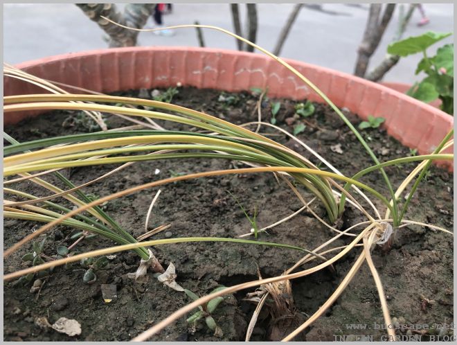 What To Do With Crocus Saffron Bulbs After Flowering Multiply 