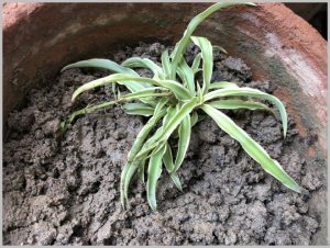 propagate-spider-plant-layering-4