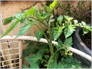 grow-tomatoes-home