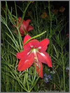 amaryllis-red