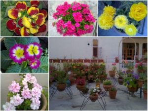 annual-flowers-on-terrace