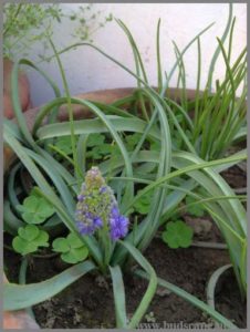 blue-muscari-from-bulbs