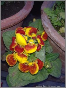 calceolaria-from-seed