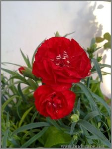 carnation-lilipot-red