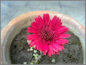 dark-red-hybrid-gerbera