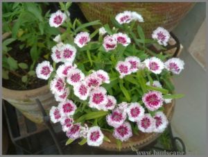 dianthus-from-seed