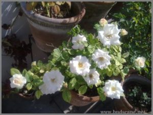 double-petunia-white-from-seed