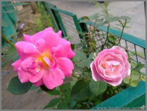 hot-pink-roses