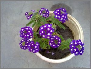 hybrid-verbena-purple