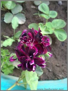 ivy-geranium-purple-hanging