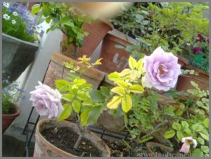 lavender-rose-plant