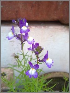 linaria-from-seed