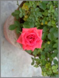 miniature-rose