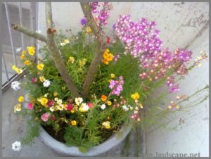 mixed-annual-flowers-container