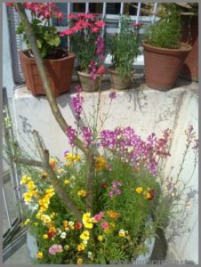 mixed-flowers-container