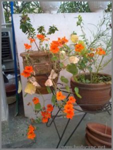 nasturtium-from-seed