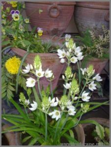 ornithogalum-from-bulbs