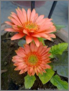 peach-gerberas-hybrid